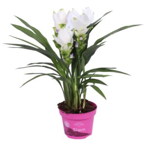 Curcuma alismatifolia Siam Sisto
(10 Plants/Order)(12cmP 50cmH)