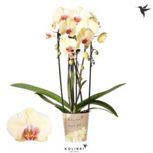 Phalaenopsis Elegant Cascade Kolibri Orchids Phalaenopsis Cascade Niagara Fall Desert Breeze 3 spike
(6 Plants/Order)(12cmP 45cmH)