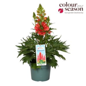 Delphinium Red Lark Delphinium Red Lark P19
(3 Plants/Order)(19cmP 85cmH)