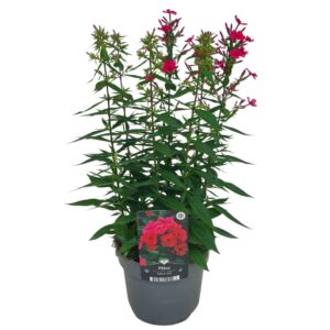 Phlox Paniculata Early Red
(6 Plants/Order)(17cmP 55cmH)