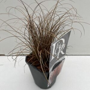 Carex comans Bronze Form
(10 Plants/Order)(13cmP 25cmH)