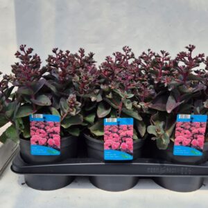 Sedum telephium seduction Hot pink Dark Stems
(6 Plants/Order)(17cmP 30cmH)