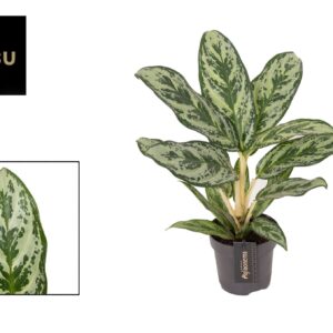 Aglaonema Laurel Green Aglaonema Laurel Green
(6 Plants/Order)(12cmP 45cmH)