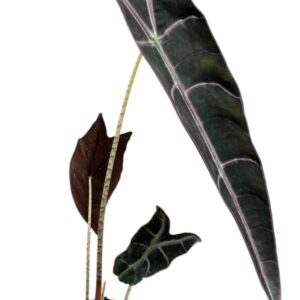 Alocasia longiloba Purple
(8 Plants/Order)(14cmP 50cmH)