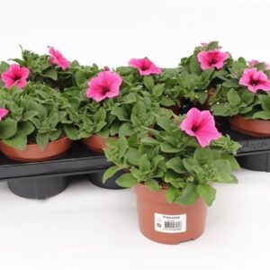 Petunia Famous Pink Surfinia
(8 Plants/Order)(13cmP 15cmH)