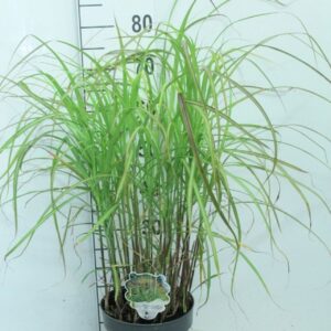 Miscanthus sinensis Grosse Fontaene
(1 Plants/Order)(23cmP 80cmH)