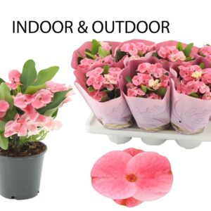 Euphorbia Charlotte Milii 14 cm in Couture Diamond Line Pink sleeve
(7 Plants/Order)(14cmP 24cmH)