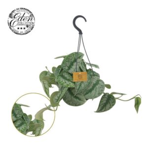 Scindapsus Silver Splash 15hp
(5 Plants/Order)(15cmP 20cmH)