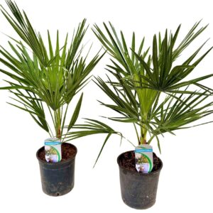 Chamaerops humilis P14 CHAMHUM14
(6 Plants/Order)(14cmP 55cmH)