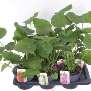 Alcea rosea Chart. Double mix
(6 Plants/Order)(17cmP 55cmH)