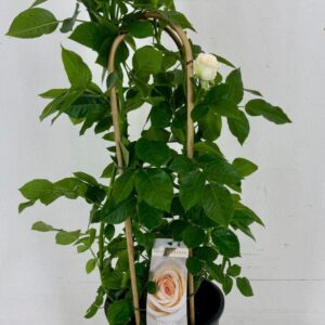 Rosa Honey Select Rosa Honey 'select' p22
(1 Plants/Order)(22cmP 75cmH)