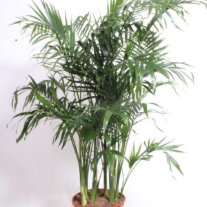 Chamaedorea cataractarum Stella Chamaedorea cataractarum "Stella Palm"
(1 Plants/Order)(34cmP 170cmH)