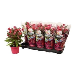 Celosia Hot Topic Pink
(10 Plants/Order)(12cmP 32cmH)