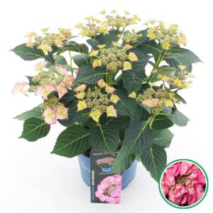 Hydrangea macrophylla other teller Royalty® 'Tiffany'® pink C3.5 (20cm.) Kn.
(1 Plants/Order)(20cmP 40cmH)