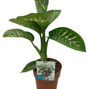 Dieffenbachia Tropic Snow (Peat Free Veenvrij)
(1 Plants/Order)(19cmP 70cmH)