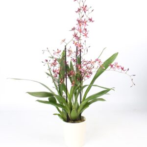 Oncidium Mieke von Holm 3+ spike met white Ceramics Fragrant
(6 Plants/Order)(14cmP 55cmH)