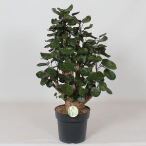 Polyscias Fabian
(1 Plants/Order)(21cmP 75cmH)