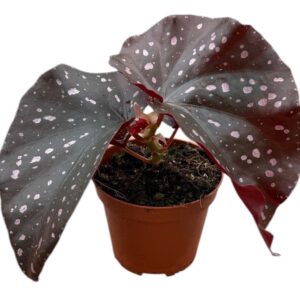 Begonia Palmata D Don
(14 Plants/Order)(8cmP 12cmH)