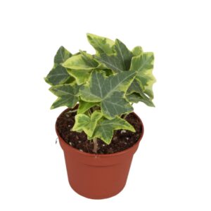 Hedera dark yellow VARI helix
(21 Plants/Order)(8.5cmP 5cmH)