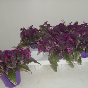 Gynura variegata
(6 Plants/Order)(12cmP 18cmH)
