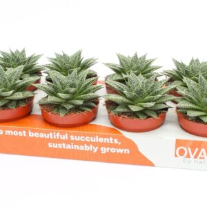 Gasteria Flow noa 12
(8 Plants/Order)(12cmP 15cmH)