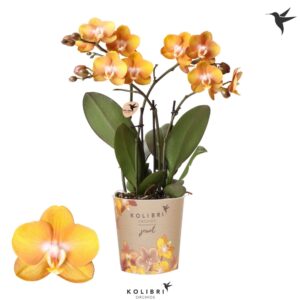 Phalaenopsis Las Vegas Jewel 4 spike
(6 Plants/Order)(12cmP 40cmH)