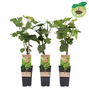 Vitis Himrod vinifera P15 (pitloos) geënt
(10 Plants/Order)(15cmP 50cmH)