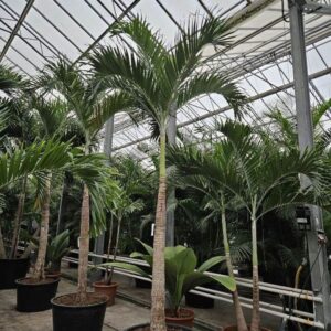 palms Veitchia merrillii
(1 Plants/Order)(85cmP 450cmH)