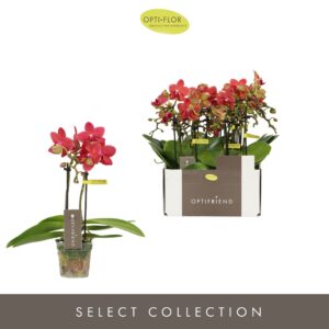 Phalaenopsis Multiflora Optifriend Red 2 spike
(8 Plants/Order)(7cmP 25cmH)