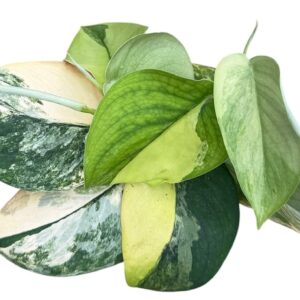 Scindapsus Jade Satin Aurea
(9 Plants/Order)(10.5cmP 2cmH)