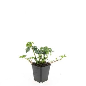 Pachysandra terminalis Green Sheen
(12 Plants/Order)(9cmP 15cmH)