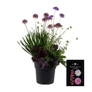 Vaste plants Trio Triple Beauty London P23
(1 Plants/Order)(23cmP 80cmH)