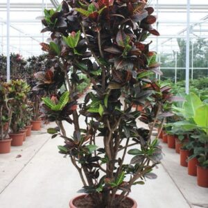 Codiaeum Petra
(1 Plants/Order)(60cmP 270cmH)