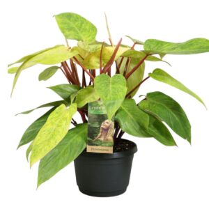 Philodendron Painted Lady
(1 Plants/Order)(17cmP 35cmH)