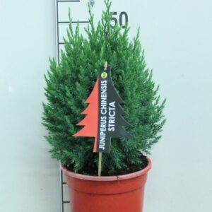 Juniperus chinensis Stricta Juniperus chinensis 'Stricta' P21 potgekweekt
(1 Plants/Order)(21cmP 55cmH)