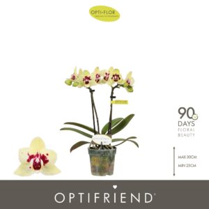 Phalaenopsis Multiflora Optifriend Anouk 2 spike
(8 Plants/Order)(7cmP 25cmH)