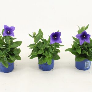 Platycodon grandiflorus Astra Blue
(12 Plants/Order)(10.5cmP 25cmH)