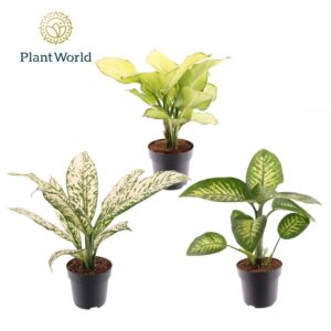Dieffenbachia mixed
(3 Plants/Order)(21cmP 60cmH)
