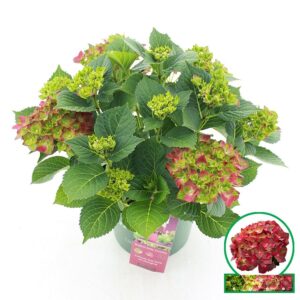 Hydrangea macrophylla other Magical® 'Ruby Tuesday'® C5 (23cm.) Kn.
(1 Plants/Order)(23cmP 45cmH)