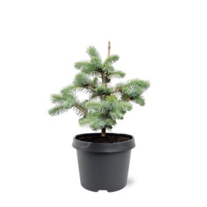 Picea pungens Blue Diamond'
(1 Plants/Order)(19cmP 40cmH)