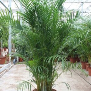 Chrysalidocarpus Dypsis lutescens (Areca)
(1 Plants/Order)(50cmP 250cmH)