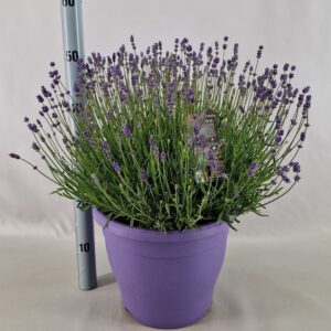 Lavandula angustifolia Essence Pur Lavandula Ang. Essence Purple 29 Cm
(1 Plants/Order)(29cmP 50cmH)