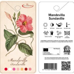 Mandevilla sanderi Rio Grande Scarl p27 Mandevilla rio Grande Scarlet Rack 150 cm
(1 Plants/Order)(27cmP 150cmH)