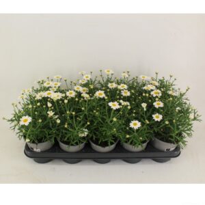 Argyranthemum La Rita Compact White Argyranthemum White 12cm
(10 Plants/Order)(12cmP 28cmH)