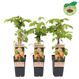 Rubus idaeus Fallgold
(10 Plants/Order)(15cmP 50cmH)