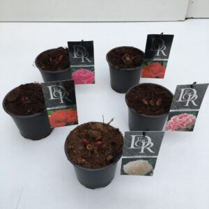 Paeonia mix
(9 Plants/Order)(12cmP 5cmH)