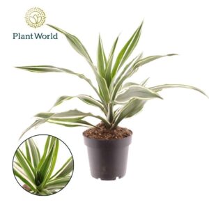Dracaena Warneckei Fragrans
(10 Plants/Order)(12cmP 40cmH)