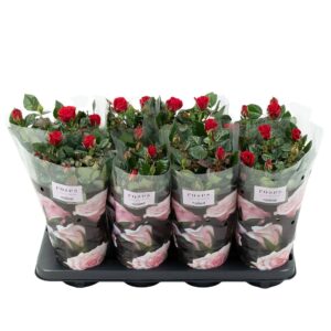 Rosa PatioHit Nolina Roses 13 cm Red
(8 Plants/Order)(13cmP 36cmH)