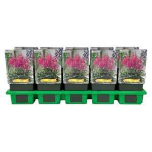 Astilbe Mainz
(10 Plants/Order)(11cmP 25cmH)