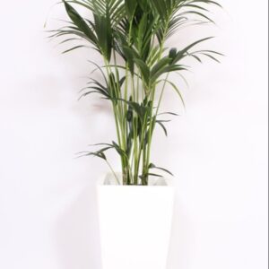 Howea forsteriana "in Piza Pot ""wit"""
(1 Plants/Order)(33cmP 160cmH)